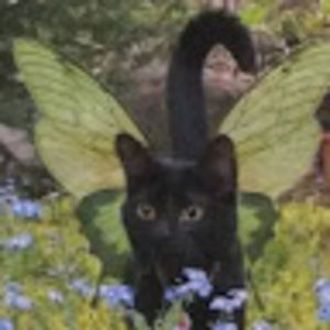 Meet your Posher, Rigby